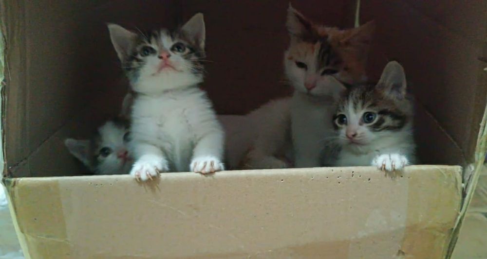 Котята в добрые руки!