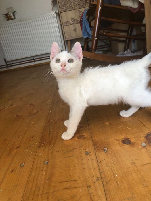 Pisici spre adoptie in Crevedia, in apropiere de Bucuresti, ii putem aduce si acasa.