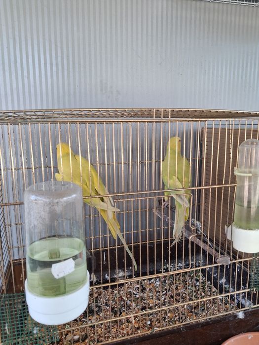 Vând micul Alexandru pereche din 2024