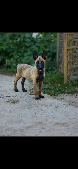 Бельгийская овчарка