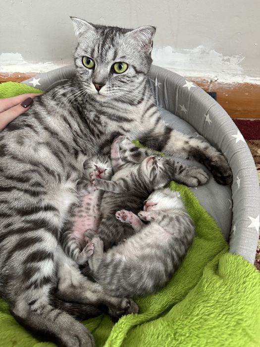 Бронь котят Британцы