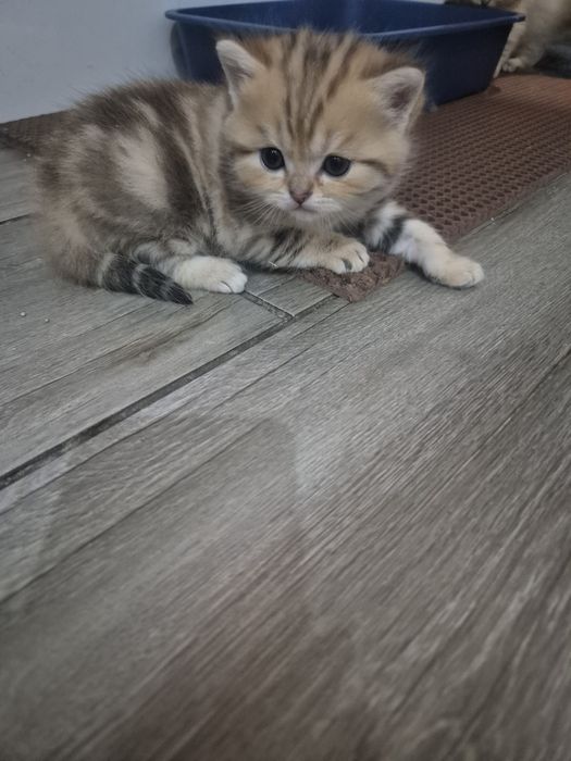 Шотландские котята