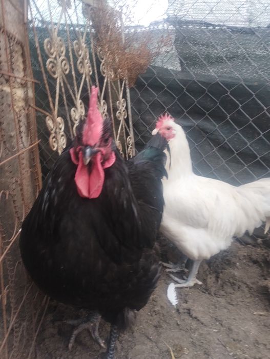 Cocoși Australorp