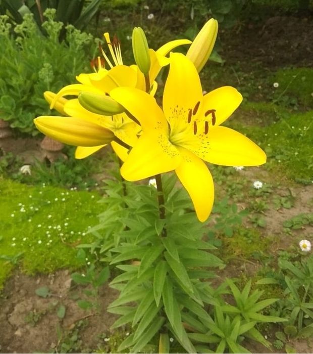 Продам луковицы лилии