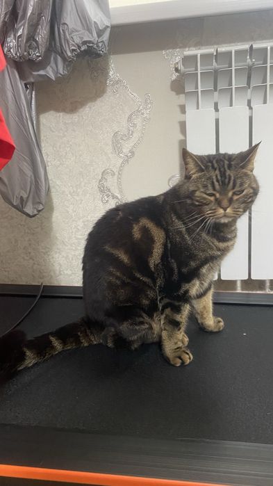 Отдам в хорошие руки