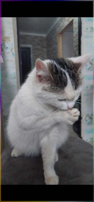 Пристраивается молодая, беременная кошечка!