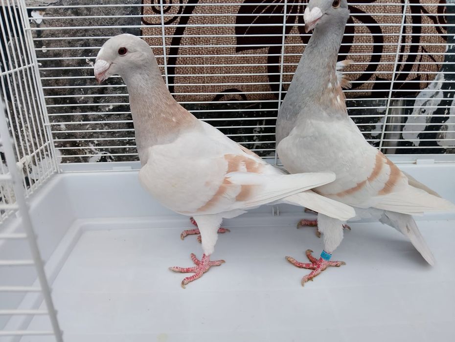 Продаются немцы молодёжь