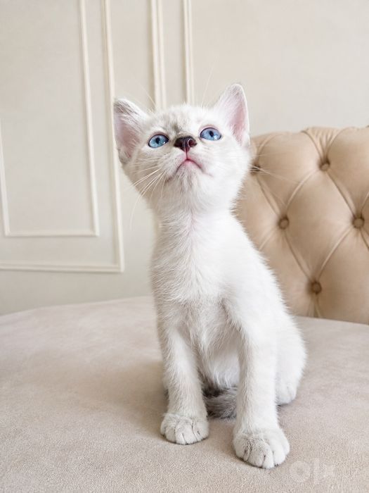 «Котята продаются» .Mushukchalar sotiladi