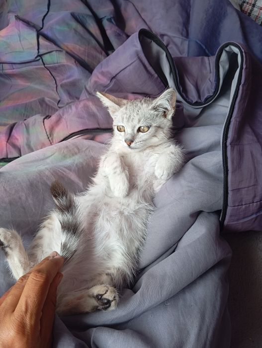 Котёнок котенок в дом