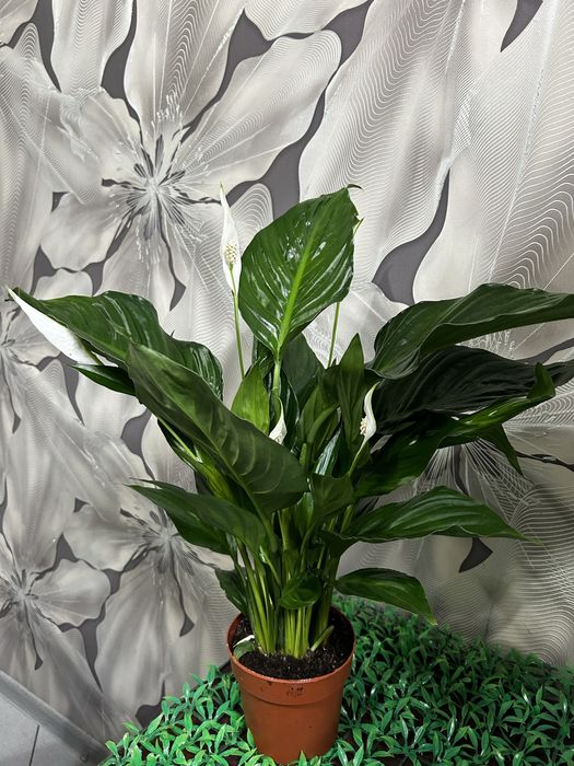 Комнатные  цветы на 8 марта