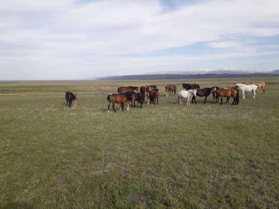 50 бас буаз биелер сатылады