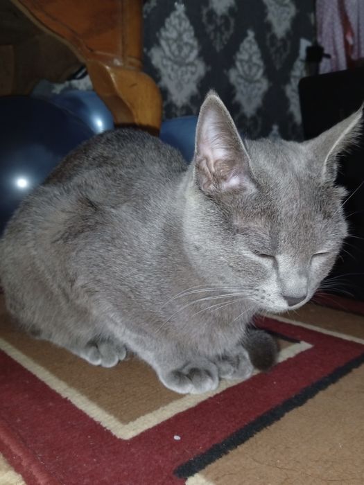 Sccotish folt toza qon