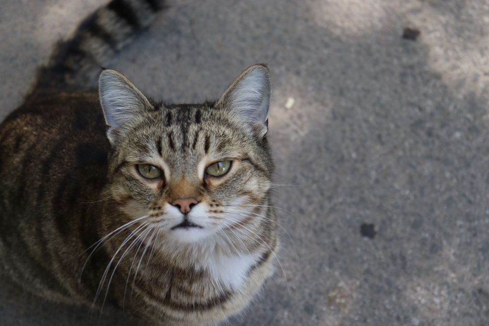 Камера Canon eos 250d