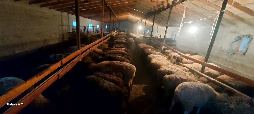 Илинка ауылында семіз қойлар сатылады