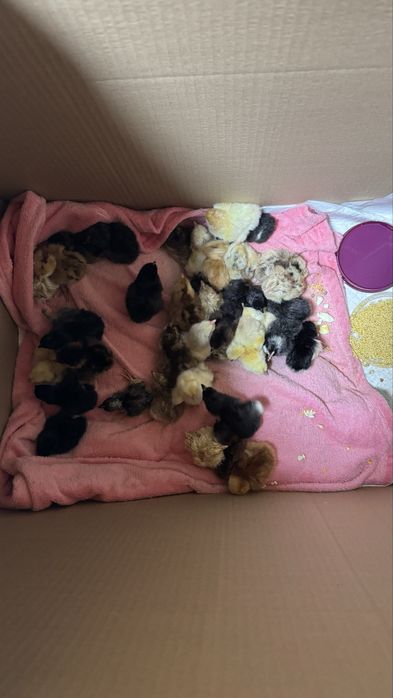 Цыплята разных пород