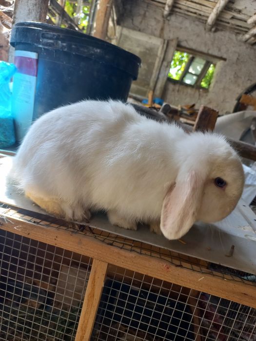 Karlik baran almaz gilaz toza qon 5 oyli samka ayol