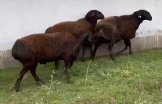 Жатқан ауыздар