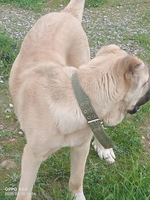 Собака породы Алабай