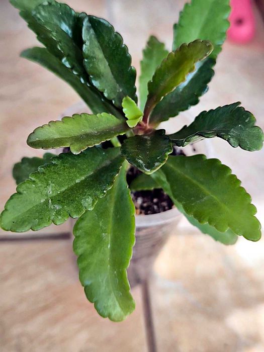 Различни цветя: сортови мушката, каланхоета и др.