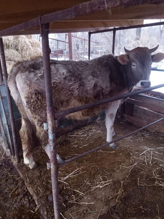 Корова стельная, молочной породы