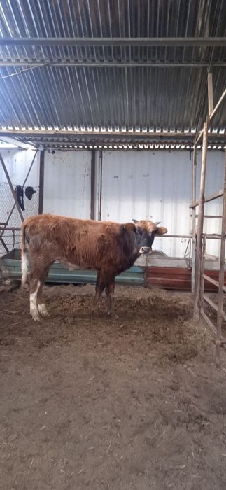 Buqalar sotiladi narxi 15800 mingdan