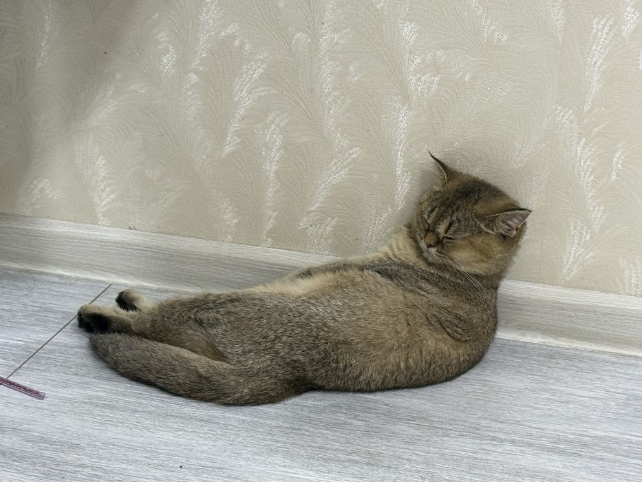Золотистая шиншилла, кошка