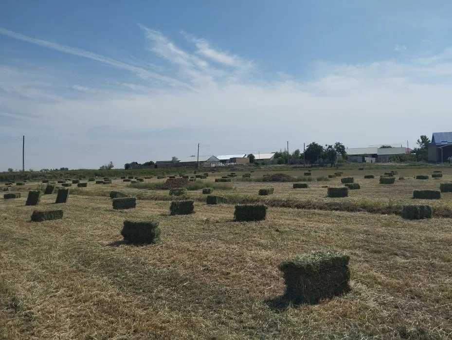 Beda pres | Беда прес | Qorovulbozor | 22 000 so'm