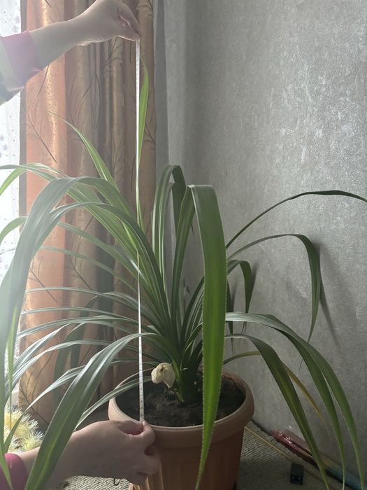 панданус(винтовая пальма)