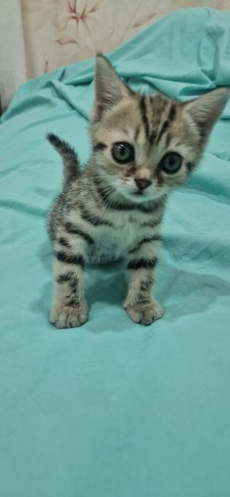 Шотландские Скоттиш Фолд