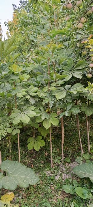 Manzarali kashtan koʻchatlar