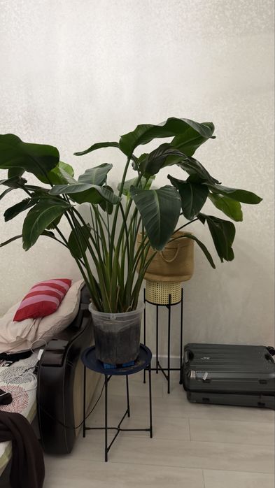 Стрелеция Николая