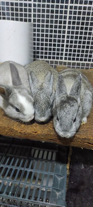 куён, кролик, зайцы, quyon