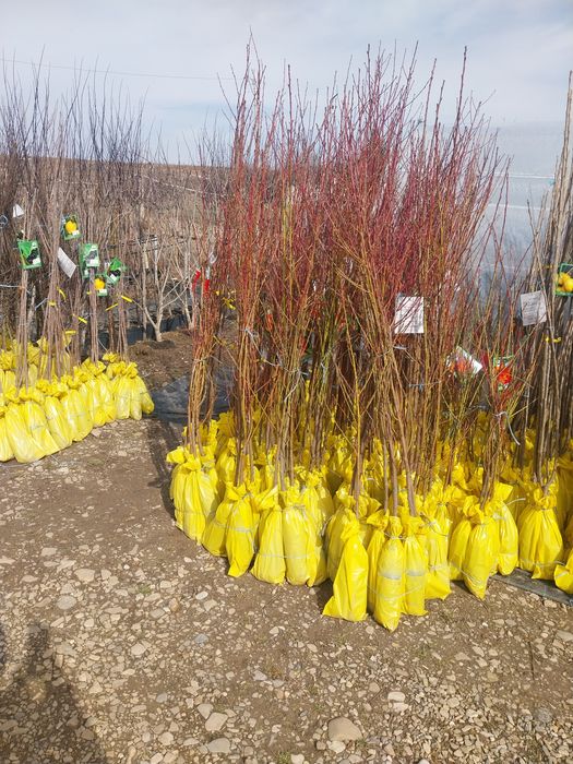Pomi fructiferi direct de la producator