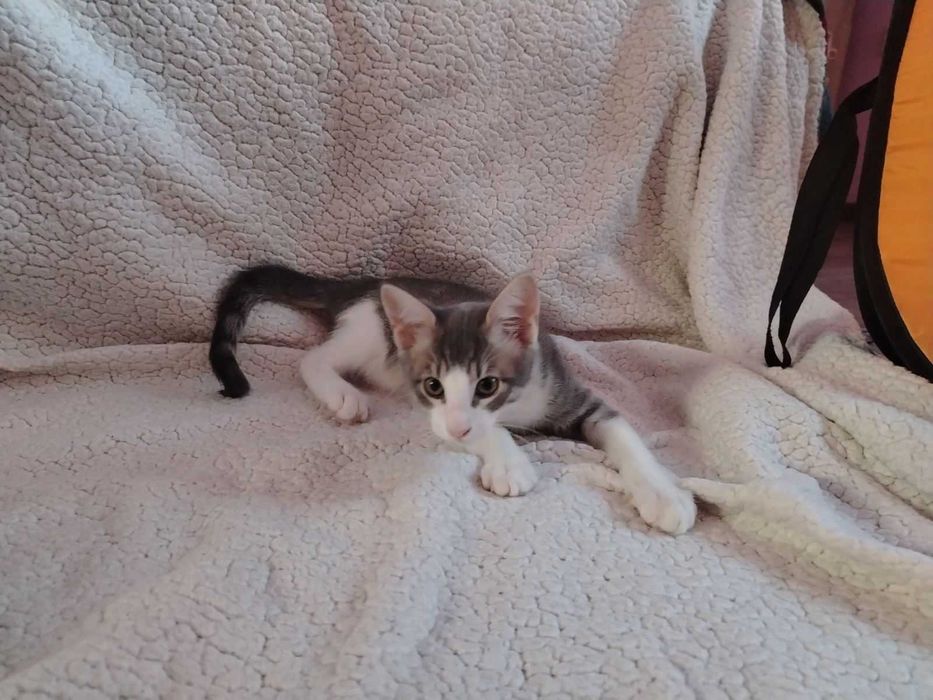 Котета търсят дом