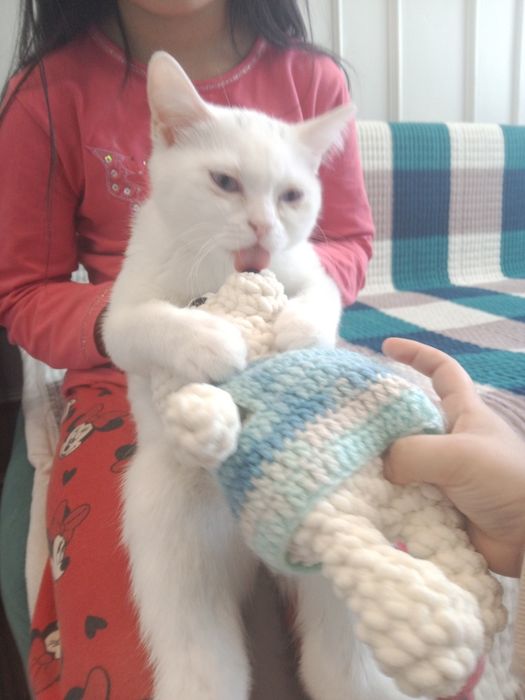 Кошка белая шотландская