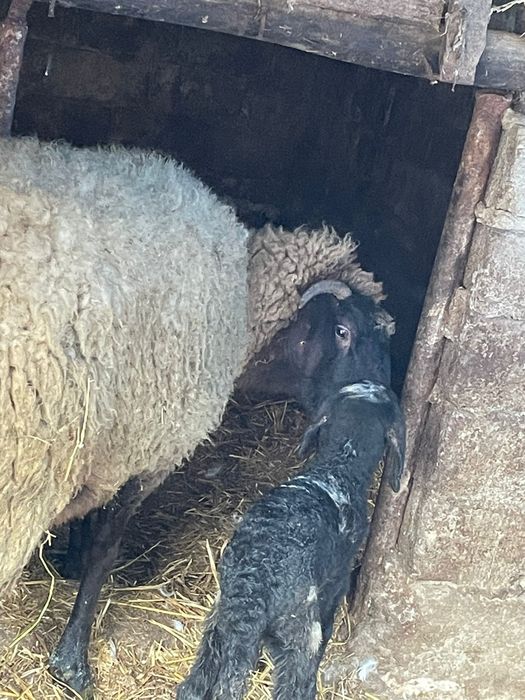 Vând oi carabasa cu cap negru de Teleorman