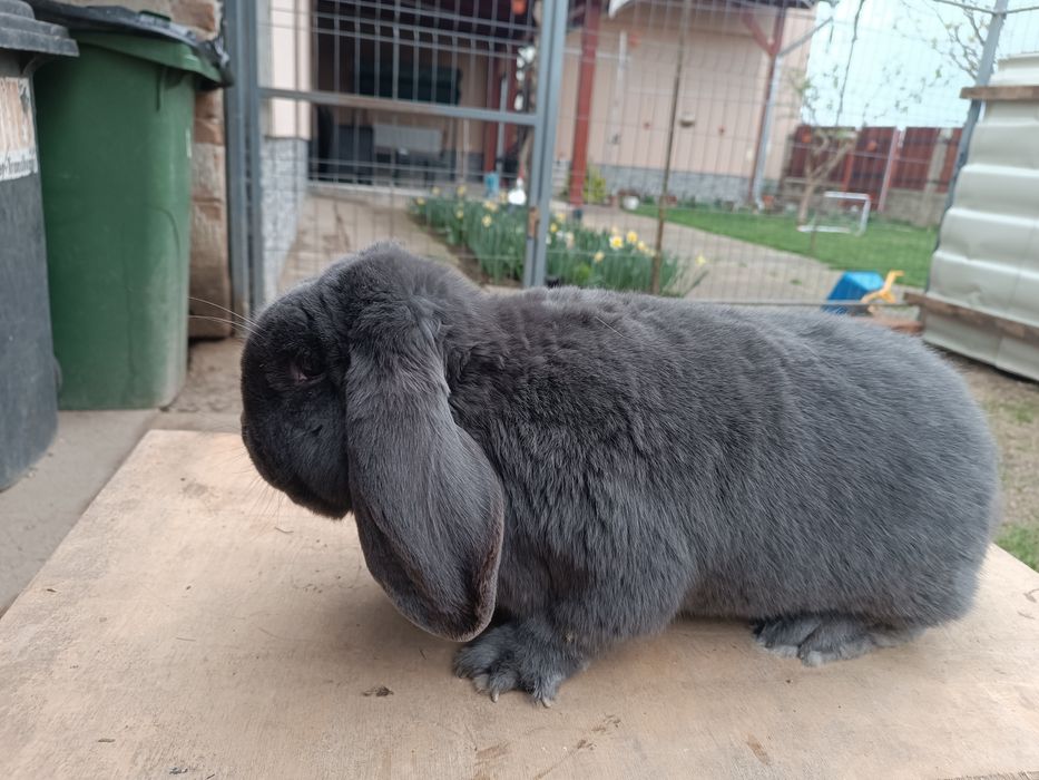 Iepure mascul Berbec german