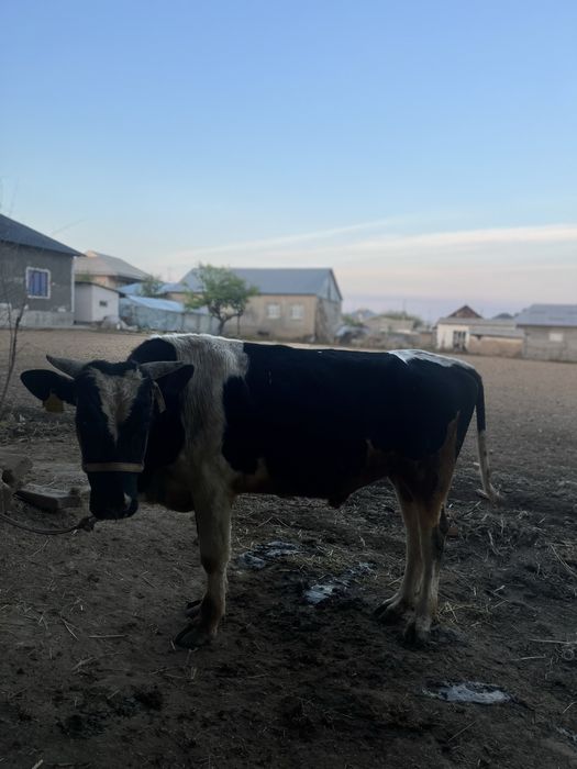 Бұқа сатылады сроч