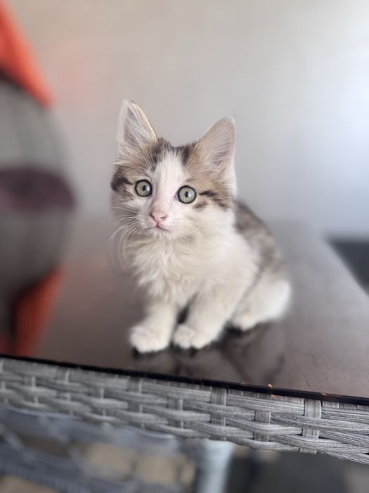Котенок 2 месяца