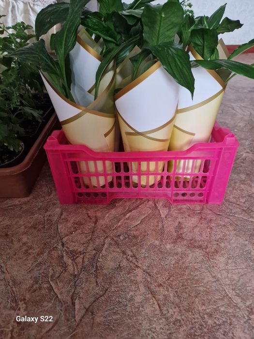 Продам цветы на калта