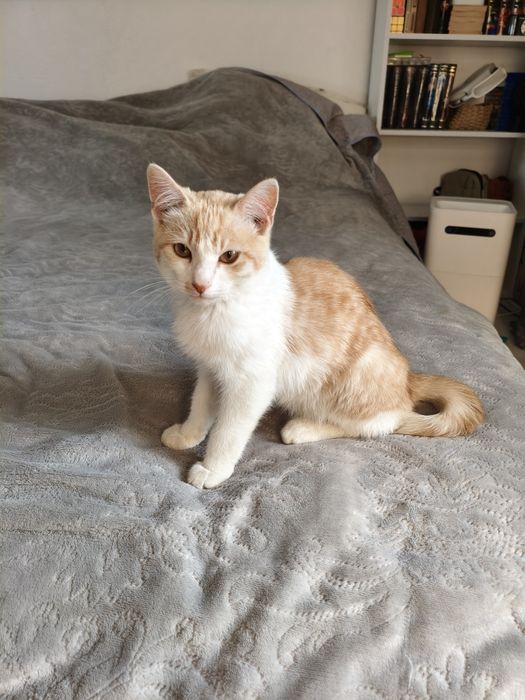 Котенок в ответственные и добрые руки