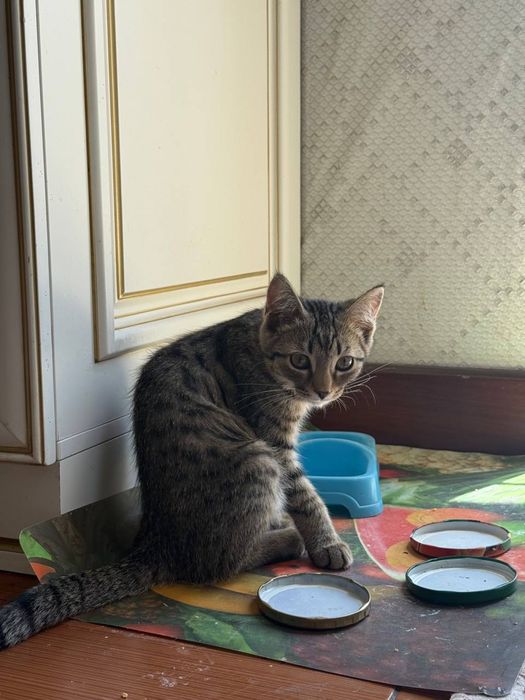 Отдам даром котят в хорошие руки