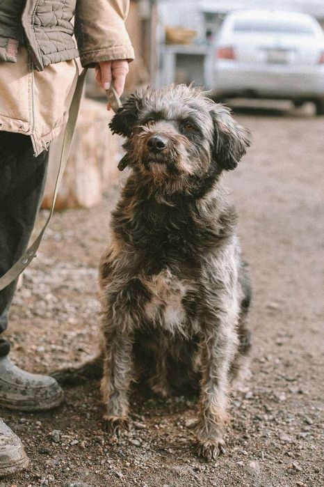 Отдам в добрые руки