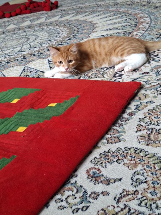 Отдам кошку в добрые руки