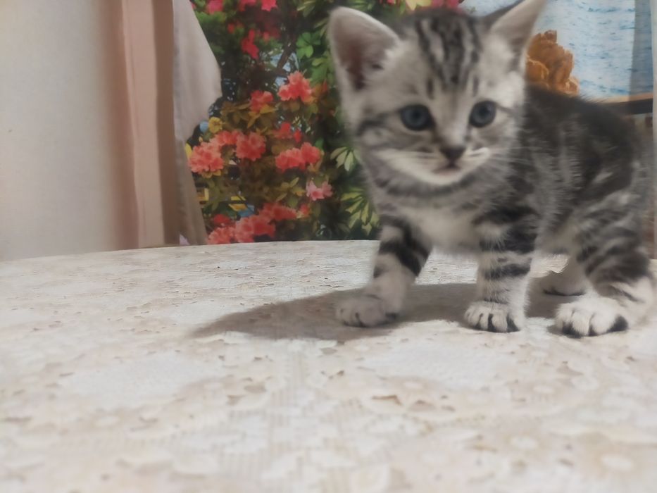 Продам котят скотиш страйт