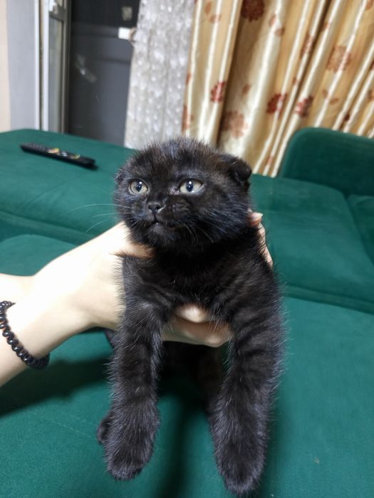 Продаем котенка в хорошие руки