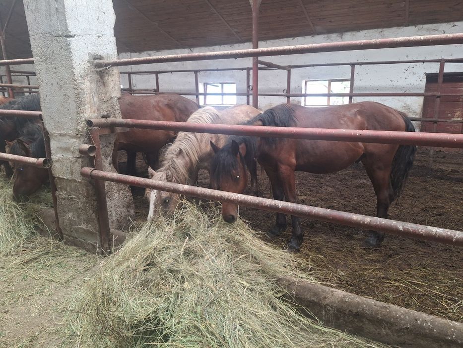 De vanzare 7 armăsari