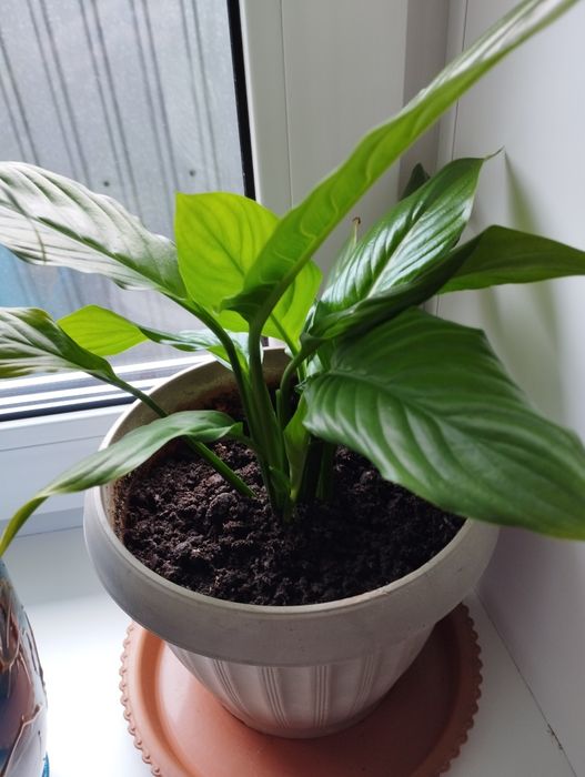 Продам спатифиллумы