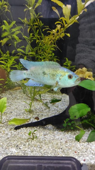 Блю Демпси продам