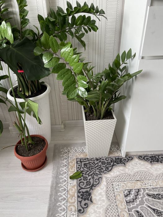 Комнатные цветы срочно